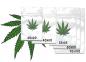 Preview: Klare Tütchen mit Cannabisblatt